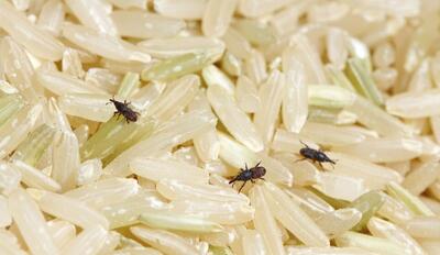 ۳ روش تضمینی برای از بین بردن حشره برنج - عصر خبر