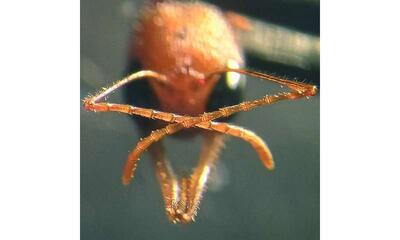 «اورکو»؛ پروتئینی که بویایی را در مورچه‌ها فعال می‌کند