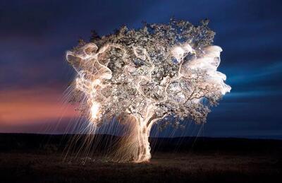 عکاس برزیلی ۱۷ عکس دلربا از درختان پر از جرقه های نور را ثبت کرد