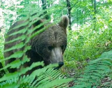دیده شدن خرس قهوه ای و شوکا در ارتفاعات جنگلی و هیرکانی