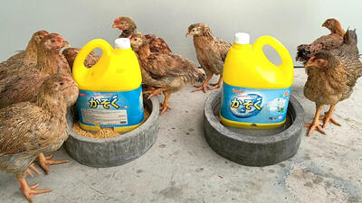 (ویدئو) فرآیند درست کردن دانخوری مرغ با کمک بطری پلاستیکی و سیمان