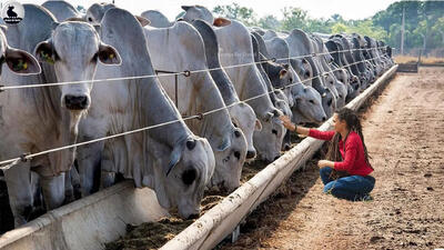 (ویدئو) فرآیند پرورش گاو غول پیکر برهمن در بزرگترین مزرعه پرورش گاو جهان