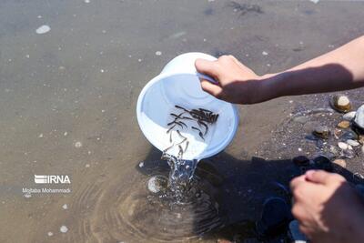 (تصاویر) رهاسازی بچه ماهیان استخوانی در رودسر