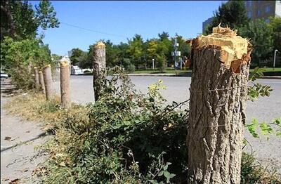 شهروندان قطع درختان را اطلاع دهند
