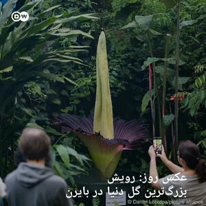 رویش بزرگ‌ترین گل دنیا در بایرن