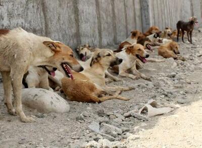 بیش از ۱۶۰۰ مورد حیوان گزیدگی در دزفول/سگ‌ها در رتبه‌ی اول
