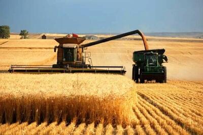 رشد ۸۴ درصدی تولید گندم در خراسان شمالی