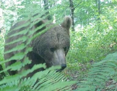 مشاهده خرس قهوه‌ای و شوکا در جنگل‌های شفت