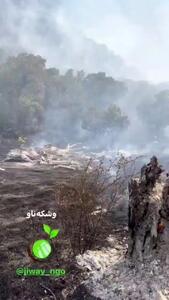 نابود شدن جنگل‌های بلوط وشکه‌ناو در پاوه پس از آتش سوزی گسترده و تشدید وزش باد امروز یکشنبه