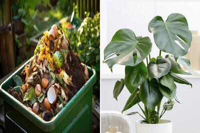 تهیه کود خانگیه مفت برای گیاهان آپارتمانی / مولتی ویتامین گلاتو از سطل آشغال تامین کن