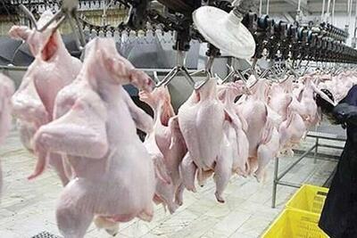 صنعت مرغ گلستان بیمار است| سیاست‌های ناکارآمد جهاد کشاورزی