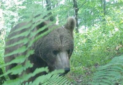 مشاهده خرس قهوه‌ای و شوکا در جنگل‌های هیرکانی گیلان + فیلم - تسنیم