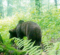 مشاهده خرس قهوه‌ای     در جنگل هیرکانی گیلان