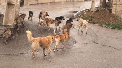 قدم زدن آزادانه سگ‌های ولگرد در کوچه و خیابان‌های محله رواسان تبریز