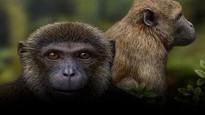 کشف کوچک‌ترین گونه از میمون‌های بزرگ آلمان باستان+ فیلم