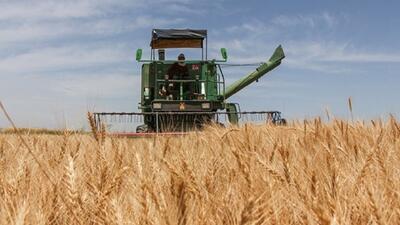 حدود ۵ هزار تن گندم از کشاورزان خراسان جنوبی خریداری شد