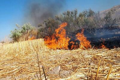 آتش سوزی وسیع در مراتع و مزارع کشاورزی شهرستان گیلانغرب (فیلم)