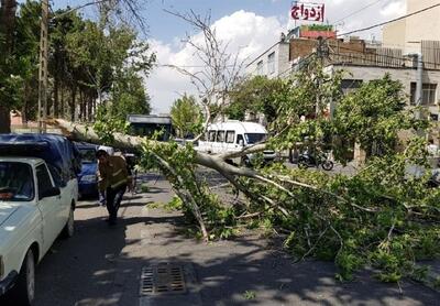 تصاویری از سقوط درخت درپی وزش باد شدید در کرج