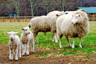 شرحی از وضعیت بازار دام زنده / قیمت هر کیلو گوسفند زنده خرداد 1403