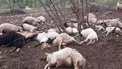ویدیو / تلف شدن ده‌ها گوسفند در ارتفاعات مهاباد