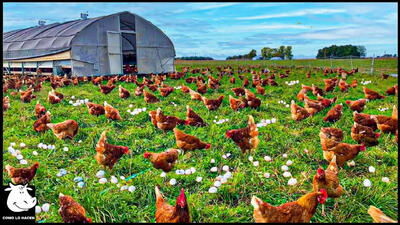 (ویدئو) فرآیند پرورش میلیون ها مرغ برای تولید گوشت و تخم مرغ در مکزیک