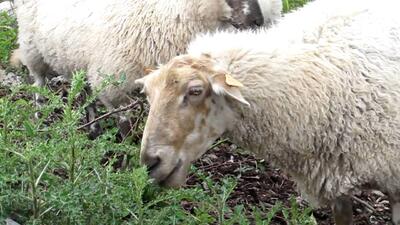 (تصاویر) گوسفند سنجابی؛ گوسفندی که فقط در کرمانشاه پیدا می‌شود و قطری‌ها عاشق گوشت آن هستند!