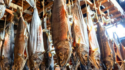 (ویدئو) فرآیند دودی کردن هزاران ماهی سالمون توسط استادان ژاپنی