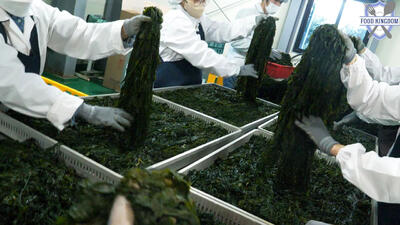(ویدئو) فرآیند دیدنی تولید انبوه جلبک دریایی شور در یک کارخانه کره ای