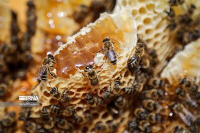 (تصاویر) پرورش زنبور عسل