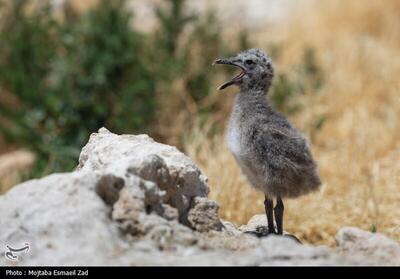 (تصاویر) تخم‌گذاری و جوجه‌آوری پرندگان در جزایر پارک ملی دریاچه ارومیه