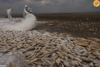 (تصاویر) مرگ هزاران ماهی بر اثر خشکسالی در چی‌واوا
