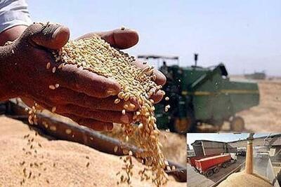 برآورد خرید ۶۰۰ هزارتن گندم در همدان