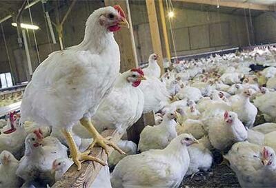 قیمت پایین مرغ در بازار باعث عدم رغبت مرغداران به تولید شده است