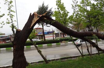 ببینید | شکسته شدن درختان بر اثر وزش شدید باد در البرز