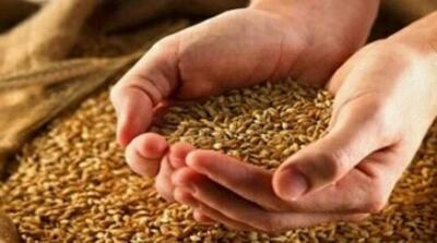 قیمت جدید گندم اعلام شد - مردم سالاری آنلاین