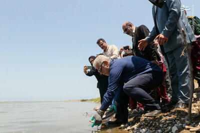 عکس/ رهاسازی بچه ماهیان استخوانی در رودسر
