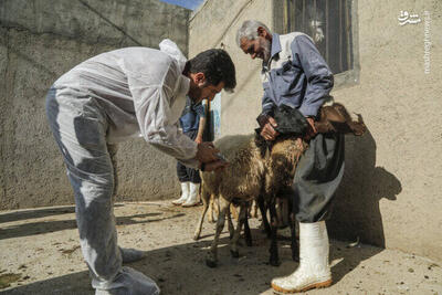 عکس/ خدمات دامپزشکی در روستاهای کردستان