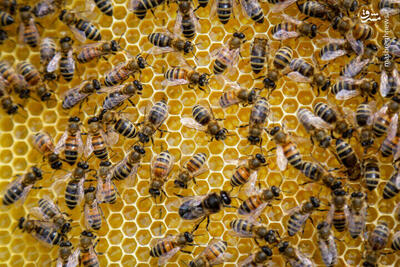 عکس/ پرورش زنبورعسل