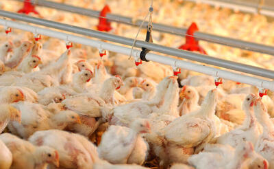 میانگین قیمت مرغ زنده ۵۶ تا ۵۷ هزار تومان است