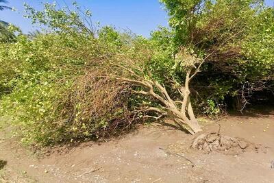 شکسته شدن درختان شهر ایلام بر اثر طوفان شدید