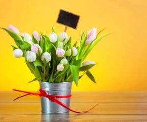 راهنمای خرید و نگهداری گل لاله در منزل