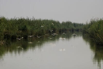 افزایش میزان آب تالاب‌های خوزستان