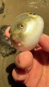 بادکنک ماهی یک ماهی با ظاهر بامزه