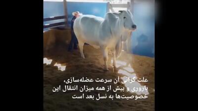 قیمت گران‌ترین گاو دنیا