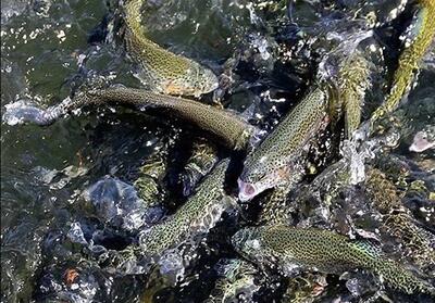 رهاسازی بیش از ۸ میلیون بچه ماهی در منابع آبی خوزستان