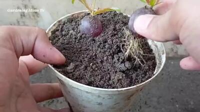 درخت انگور را در گلدان چطور پرورش می دهند؟ / فیلم