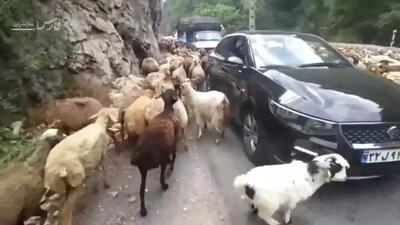 فیلم ترافیک گوسفندی در جاده چالوس / پلیس چرا مسدود نکرد
