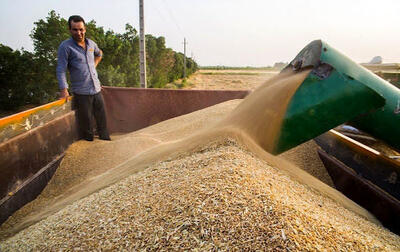 خرید بیش از ۴۴ هزار تن گندم در لرستان