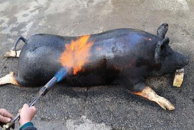 غذاهای غول‌پیکر؛ پشمای خوک حرومی رو کز میده از باسن شکمشو پر میکنه میپزه