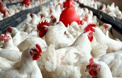 میانگین قیمت مرغ زنده اعلام شد